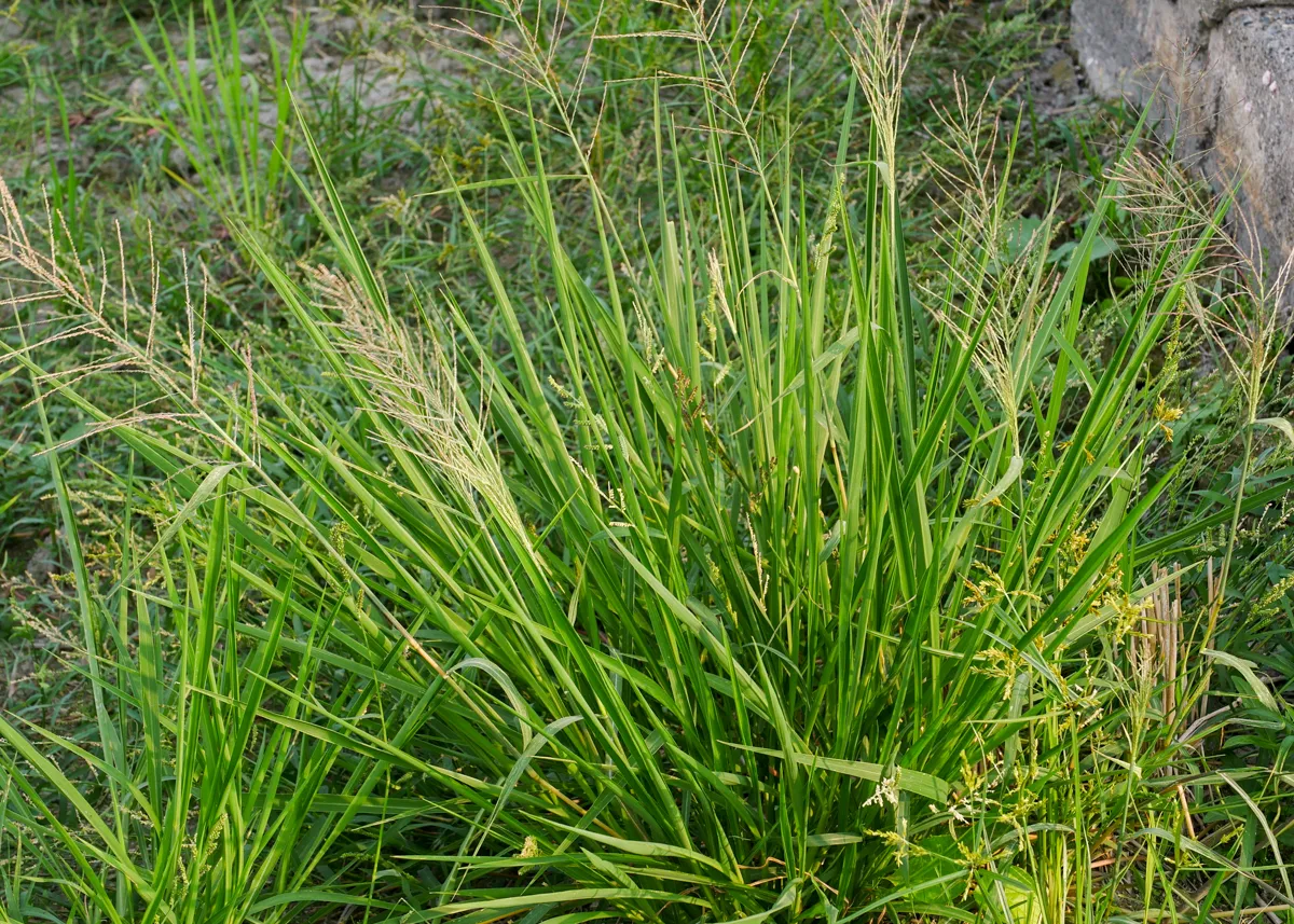 Leptochloa chinensis